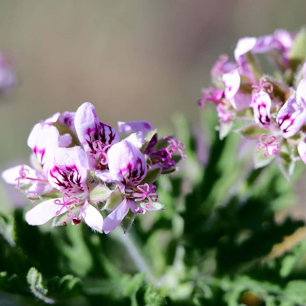 Citronella