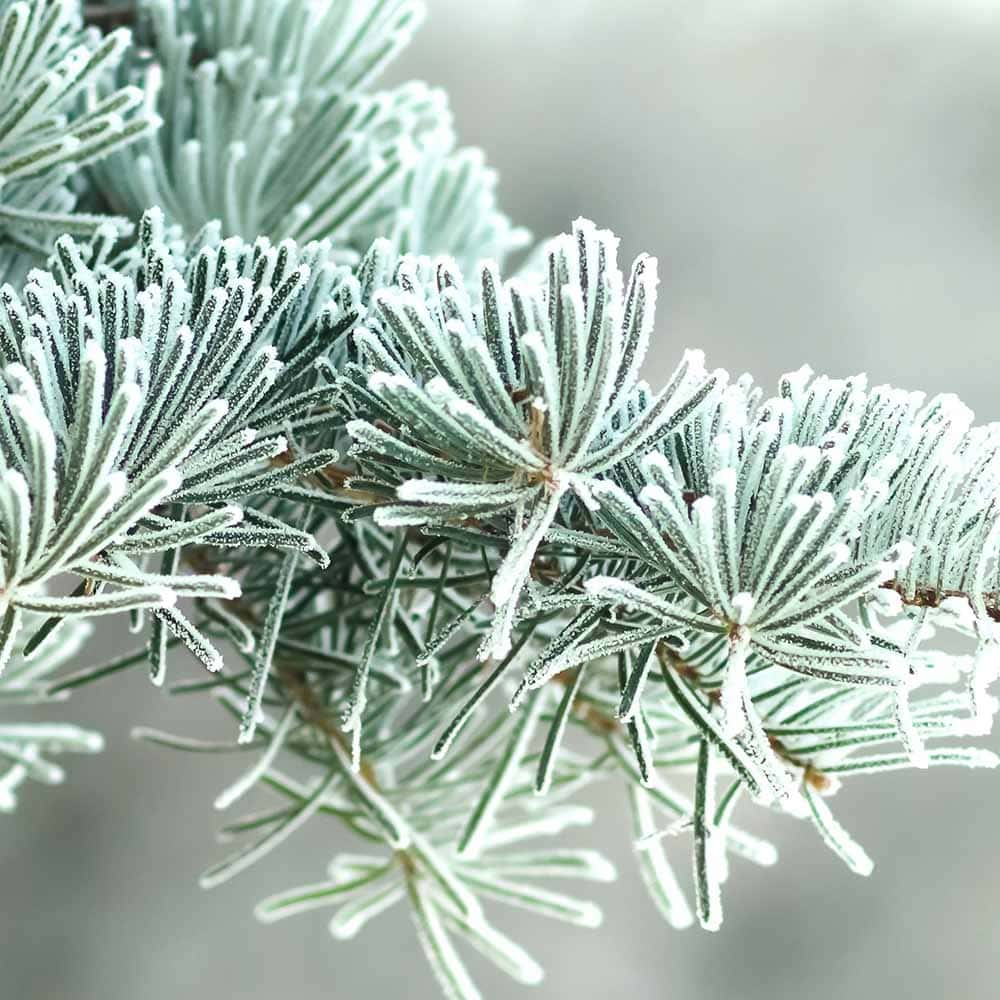 Frozen Pine