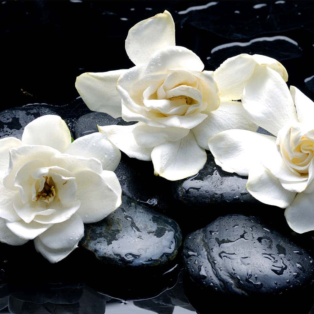 Gardenia