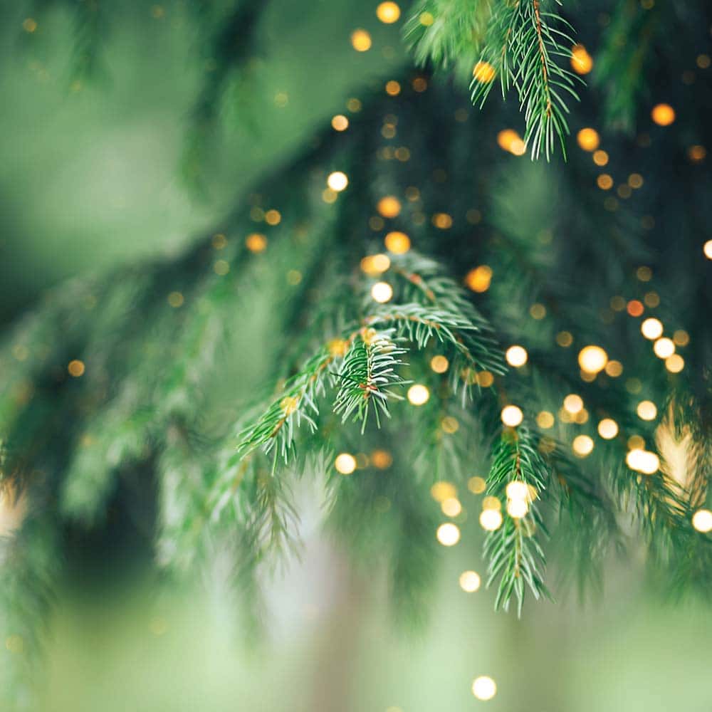 Holiday Sparkle