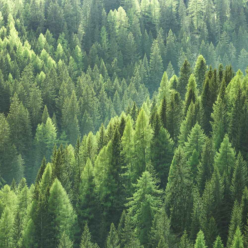Pine Needle