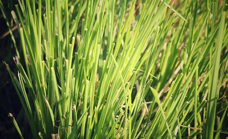 Vetiver (Cỏ Hương Lau/Cỏ Hương Bài)