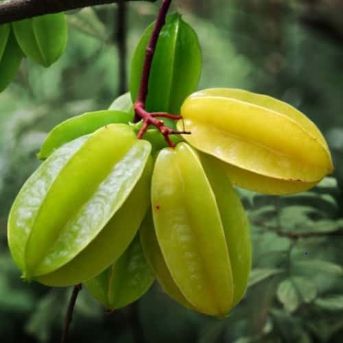 Star Fruit (Khế)