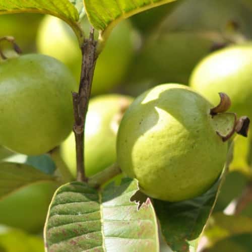 Guava (Cây ổi)