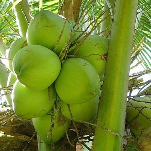 Coconut – Dwarf Malaysian