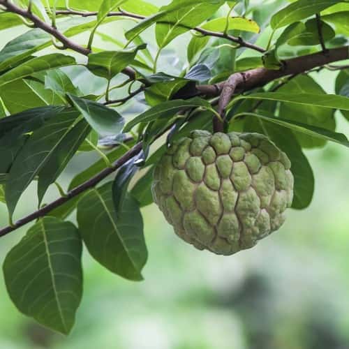 Custard Apple (Mãng cầu na)