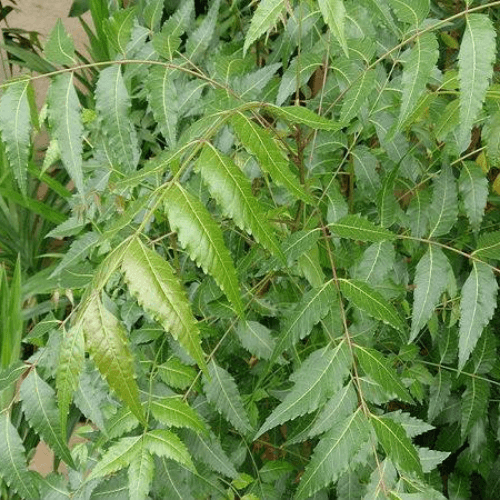 Neem (Cây Sầu Đâu)