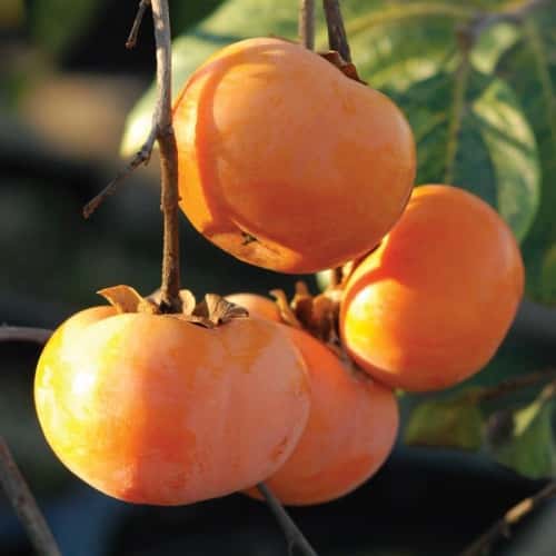 Persimmon