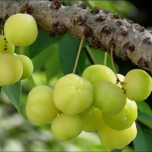 Star Gooseberry – Phyllanthus Acidus