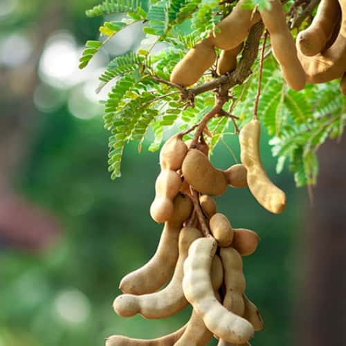 Tamarind (Cây Me)