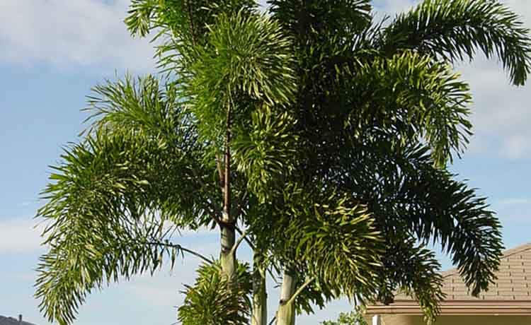 Foxtail Palm