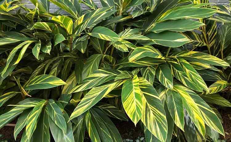 Ginger – Verigated Shell Ginger