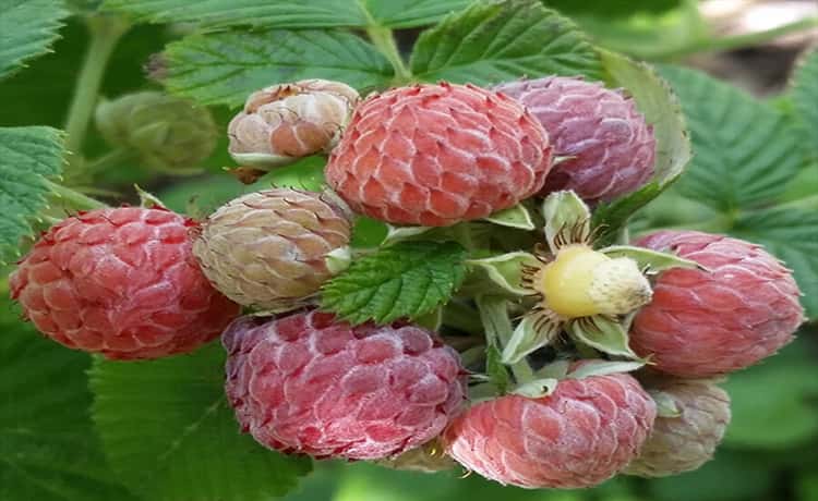 Mysore Raspberry