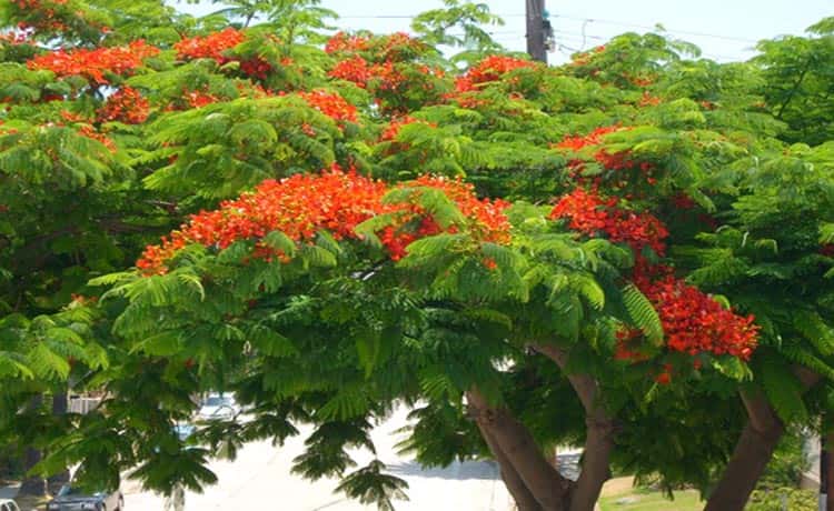 Royal Poinciana (Cây Phượng Vĩ)
