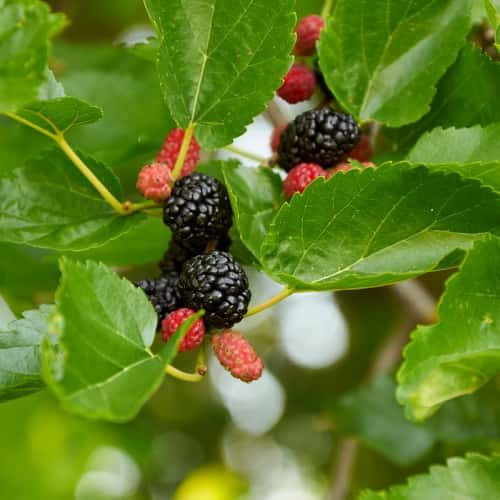 Mulberry (Dâu tằm)