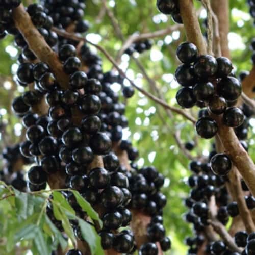 Jaboticaba (Nho Brazil)
