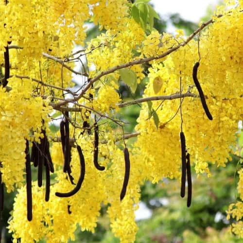 Cassia Fistula