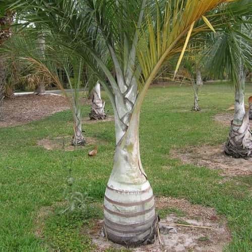 Buccaneer Palm