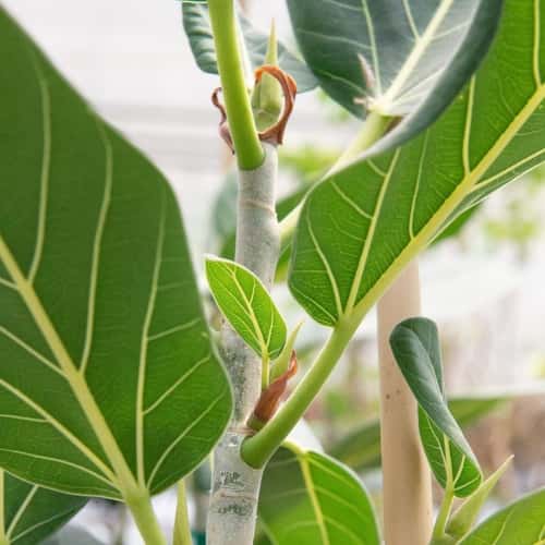 Ficus Audrey 7g