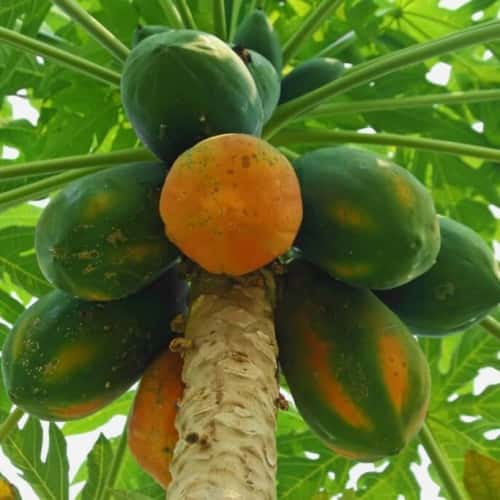 Papaya (Cây đu đủ)