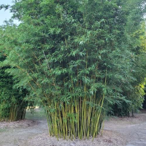 Bamboo: Seabreeze