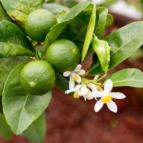 Citrus: Lime