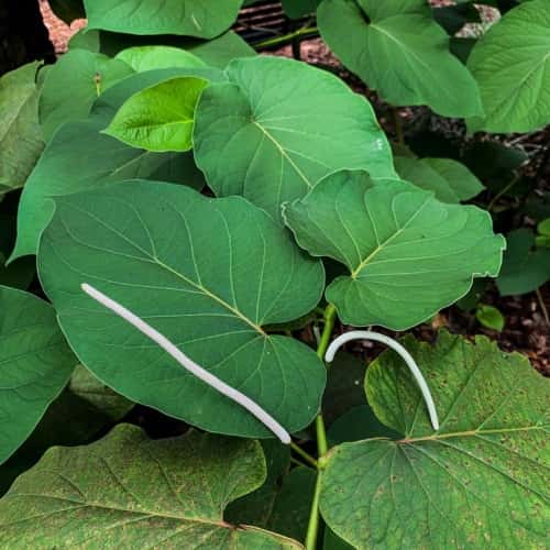 Root Beer Plant 3 Gallon