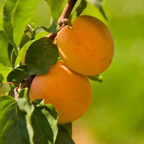 Apricot Tropic Gold 7g