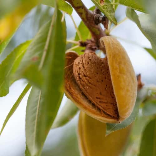 Almond all in one 7g