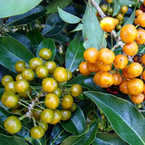 Guavaberry