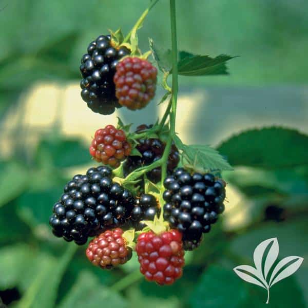 Arapaho Blackberry