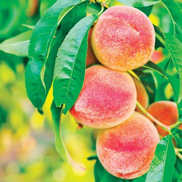 June Gold Peach