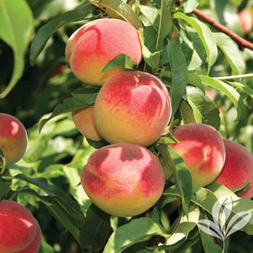 La Feliciana Peach