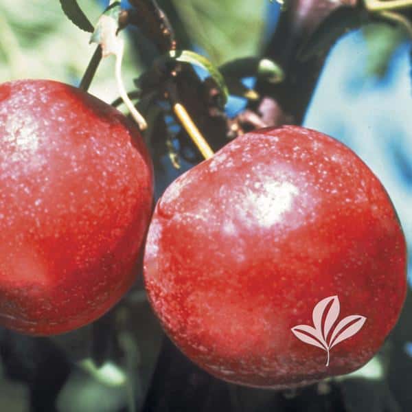 Methley Plum