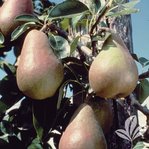 Moonglow Pear