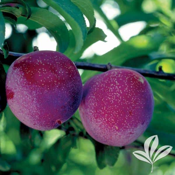 Santa Rosa Plum