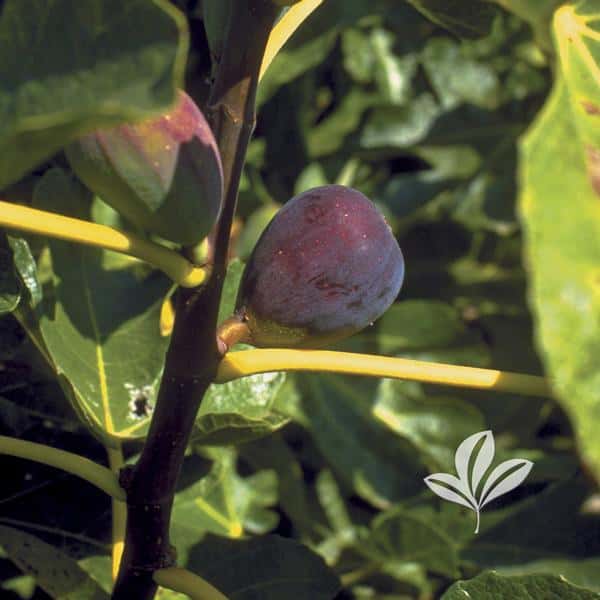 Texas Everbearing Fig