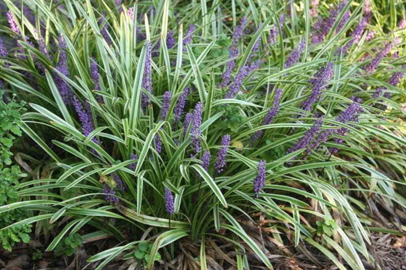 Liriope muscari ‘Variegata’ (Variegated Monkey Grass)