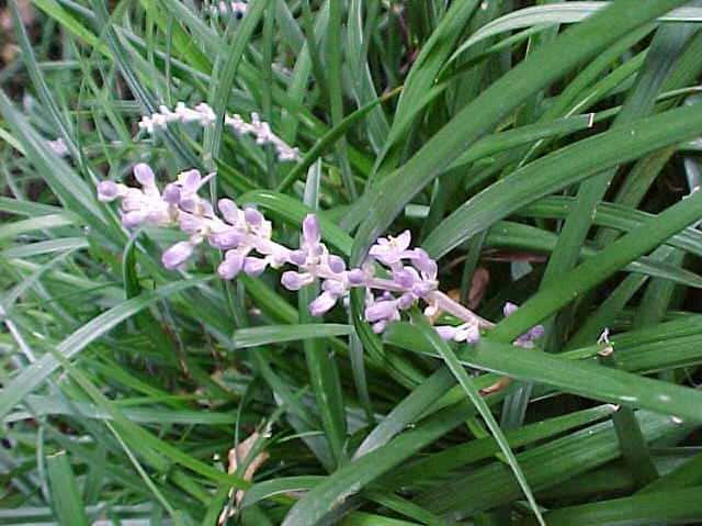 Liriope muscari ‘Big Blue’ (Monkey Grass)