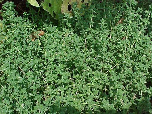 Thymus vulgaris (Common Thyme)