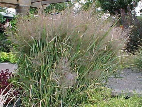 Panicum virgatum ‘Dallas Blues’ (Switchgrass)