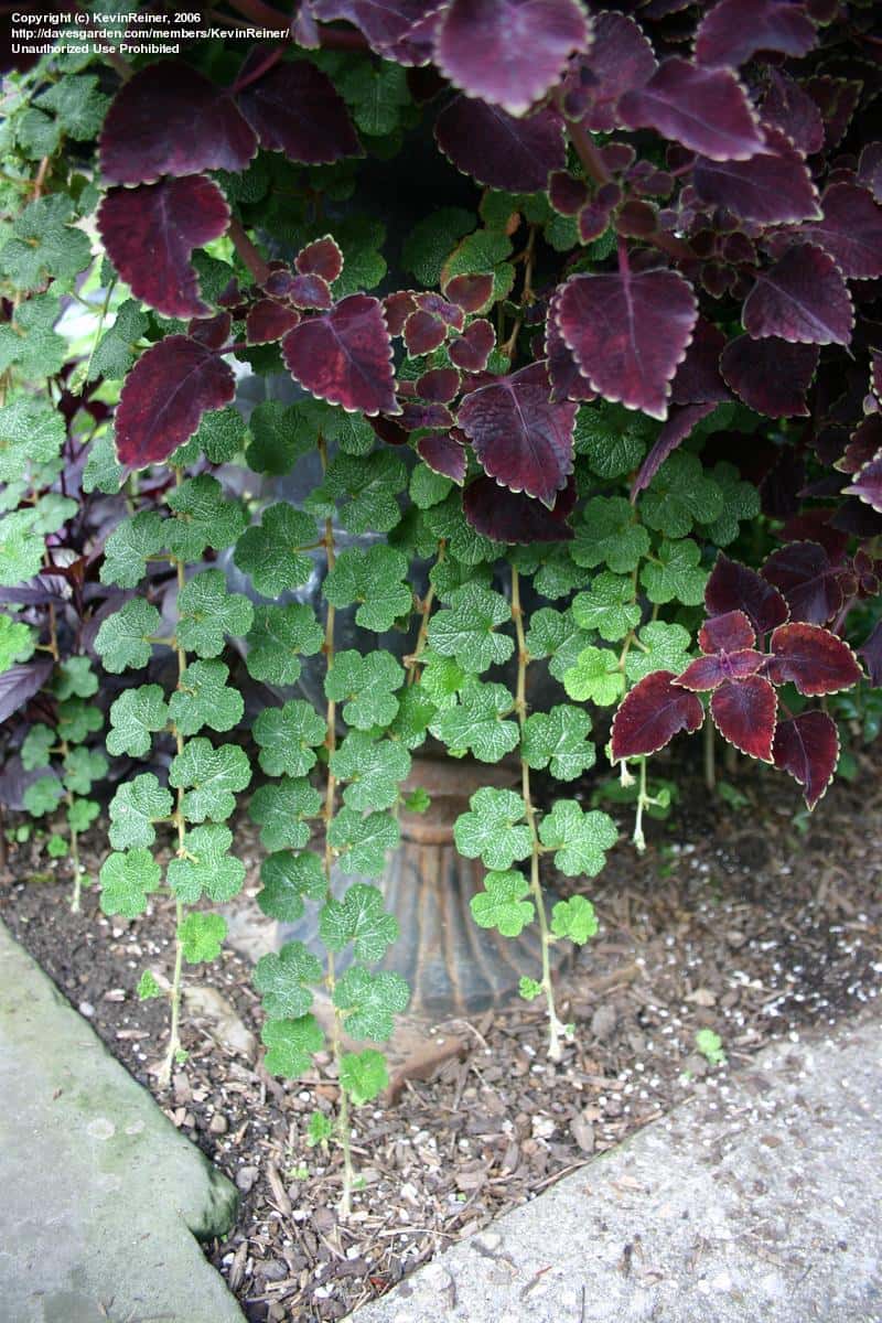Rubus calycinoides (Creeping Raspberry)