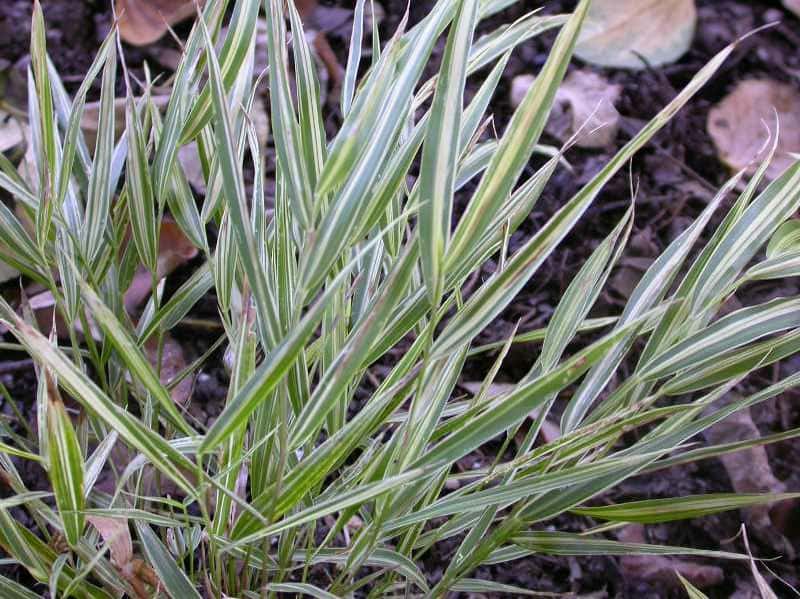 Hakonechloa macra ‘Aureola’ (Variegated Japanese Forest Grass)