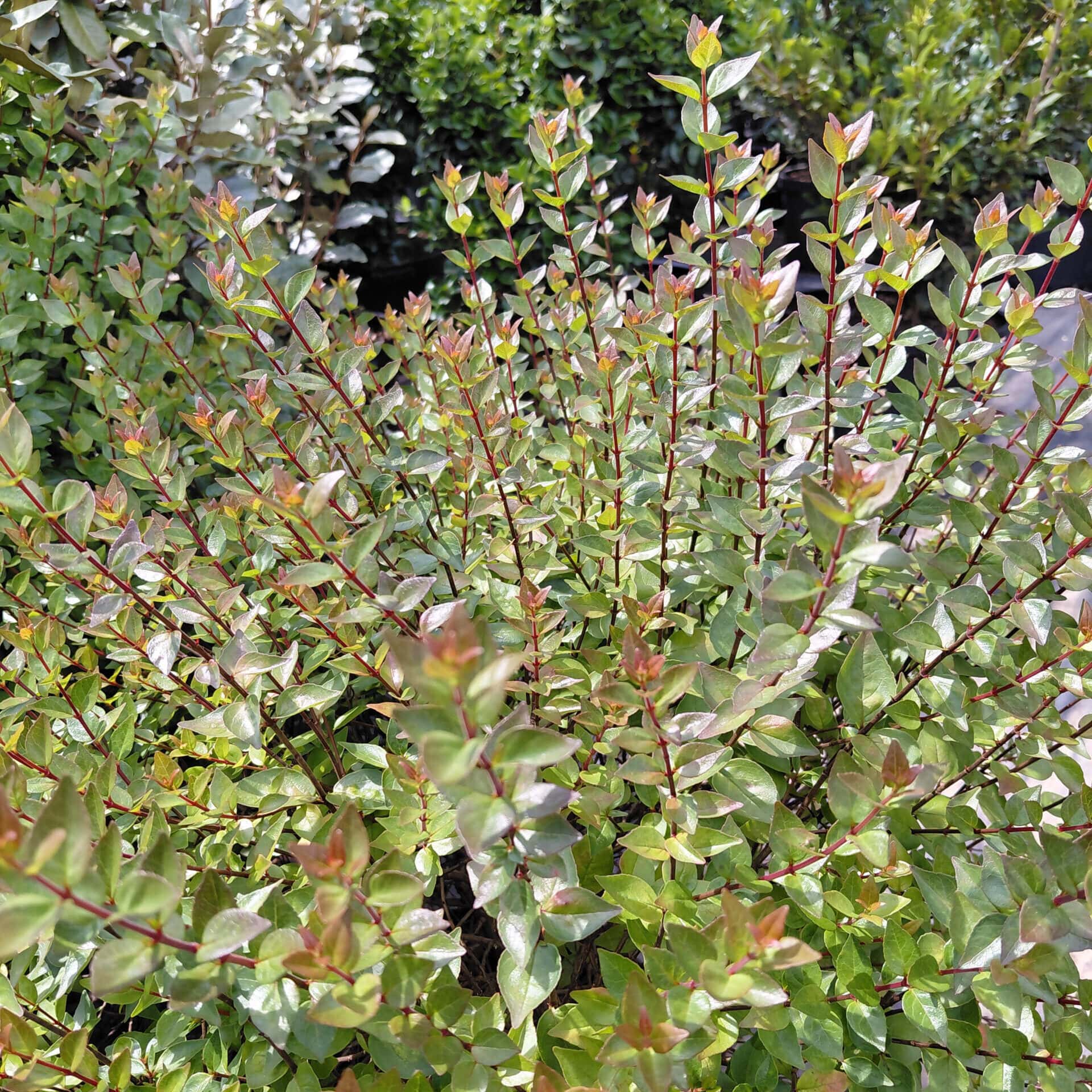 Abelia x grandiflora ‘Rose Creek’