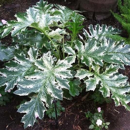 Acanthus mollis ‘Whitewater’ (Bear’s Breeches)