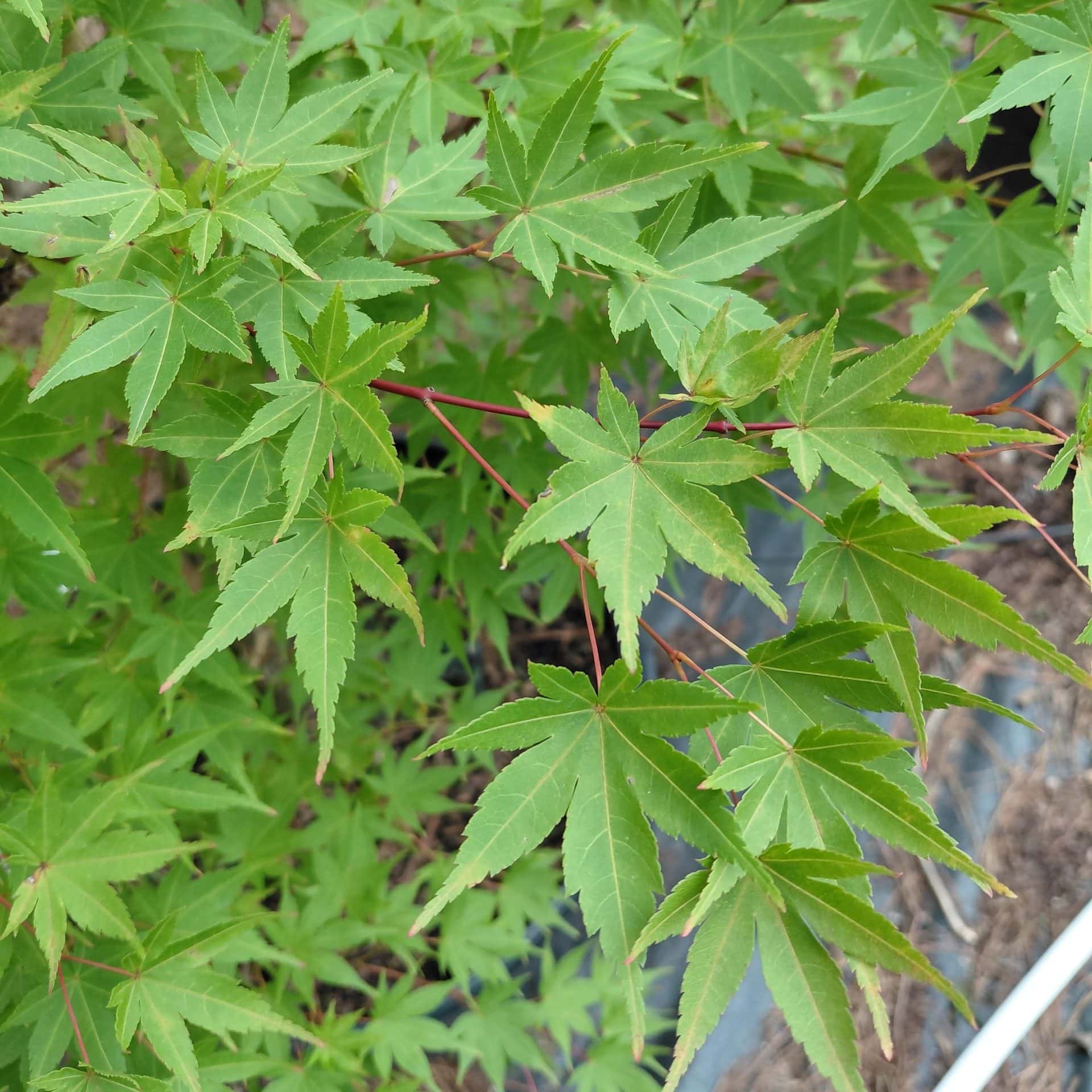 Acer palmatum ‘Beni Kawa’ (Japanese Maple)