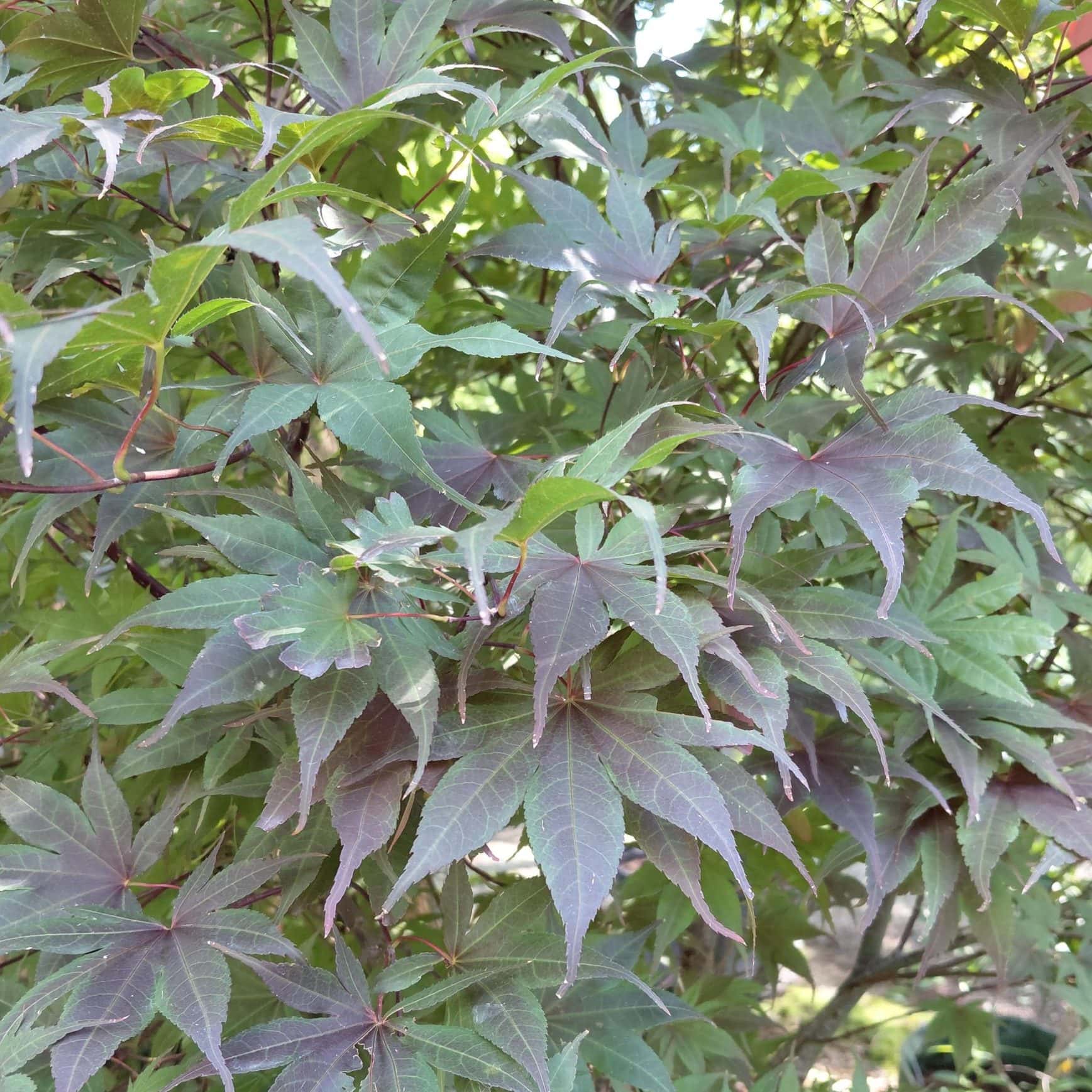 Acer palmatum ‘Bloodgood’ (Japanese Maple)