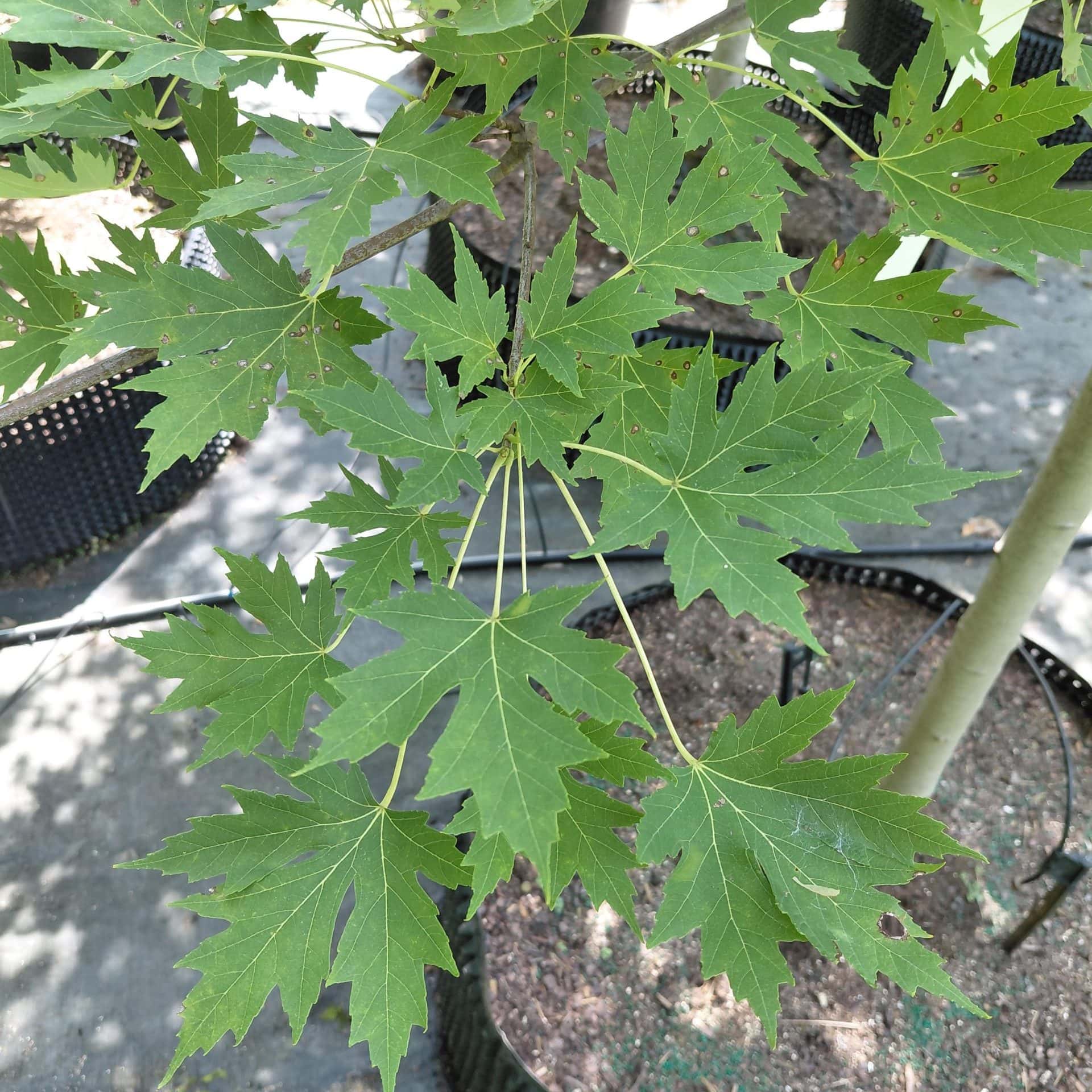 Acer x freemanii ‘Celzam’ (Celebration Hybrid Maple)