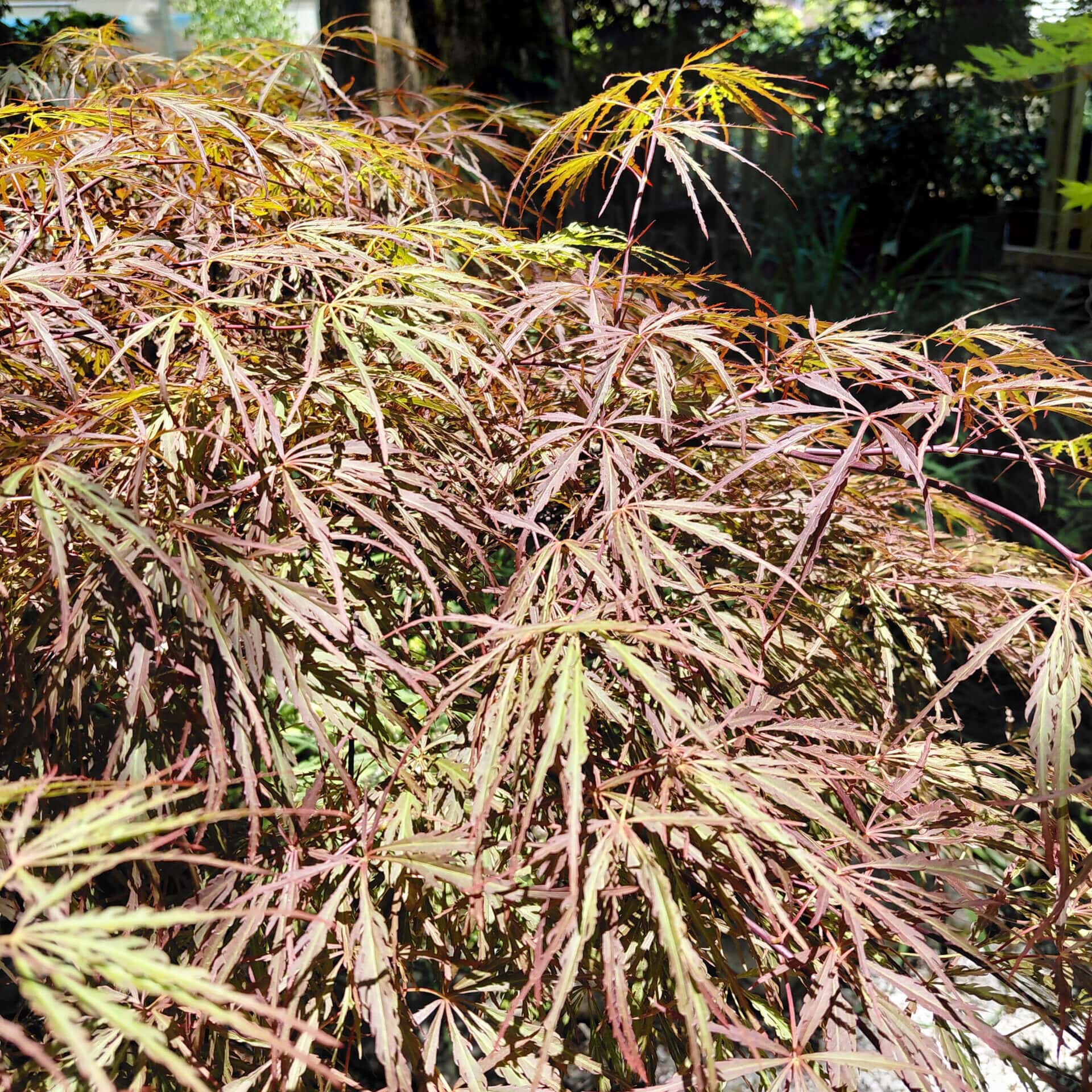 Acer palmatum var. dissectum ‘Crimson Queen’ (Laceleaf Japanese Maple)