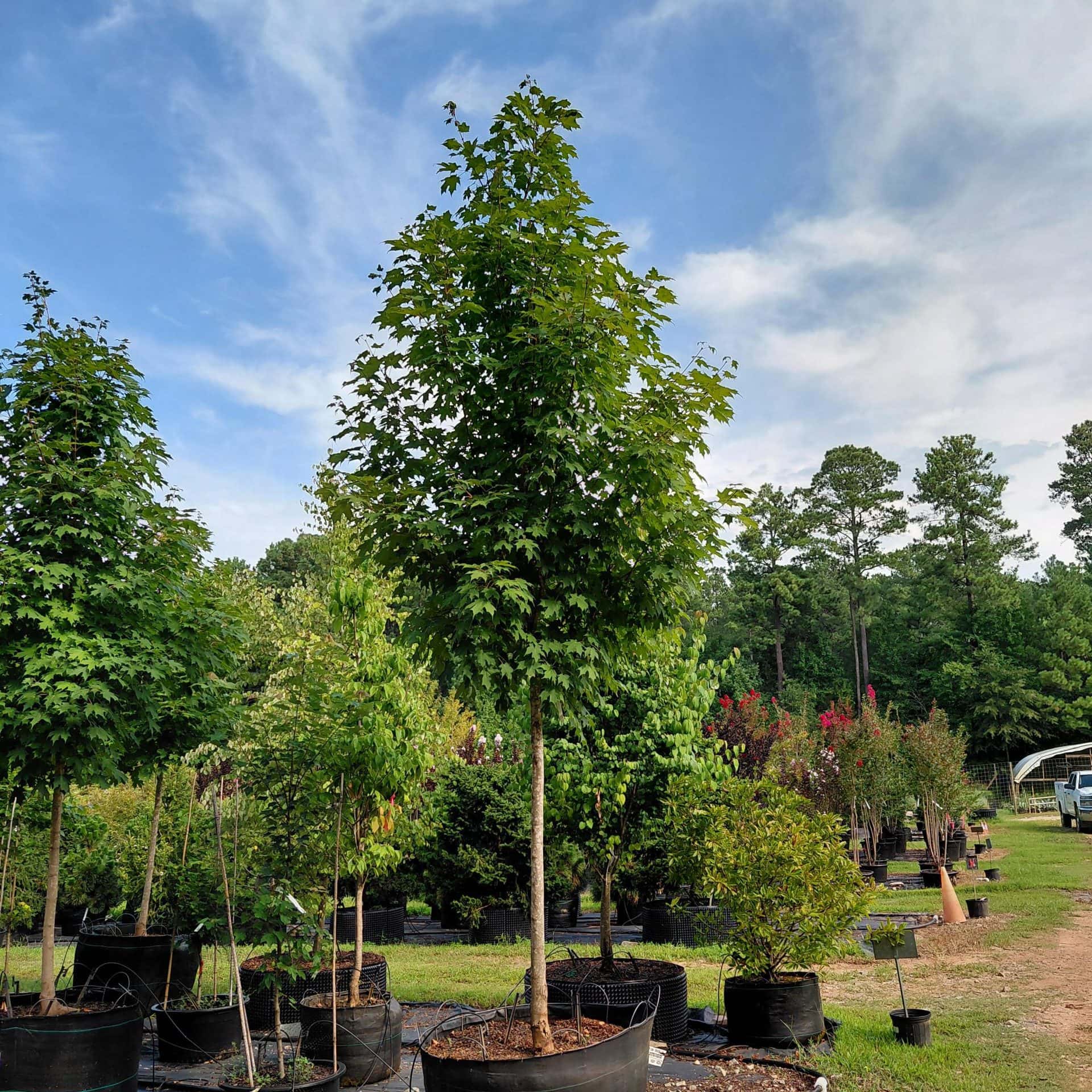 Acer saccharum ‘Green Mountain’ (Sugar Maple)